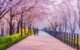 south-korea-cherry-blossoms