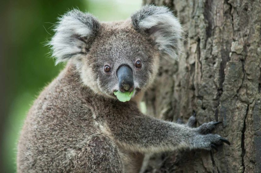 Australian koalas - A Better Way to Fly to Australia in 2018