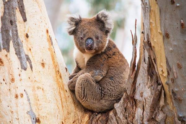 Koala thumbnail - Top Five Experiences to have in South Australia