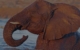 namibia-etosha-elephanr