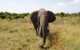 africa-elephant