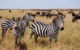 east-africa-zebras