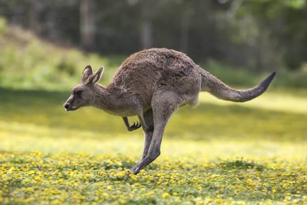 kangaroo thumb - Why Kangaroo Island Needs to be Added to Your Itinerary