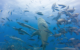 fiji-awesome-adventures-snorkel-sharks