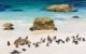 south-africa-boulders-beach-penguins