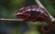 Chameleon Madagascar 