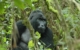 Silverback Gorilla Uganda 