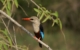 Uganda Kingfisher