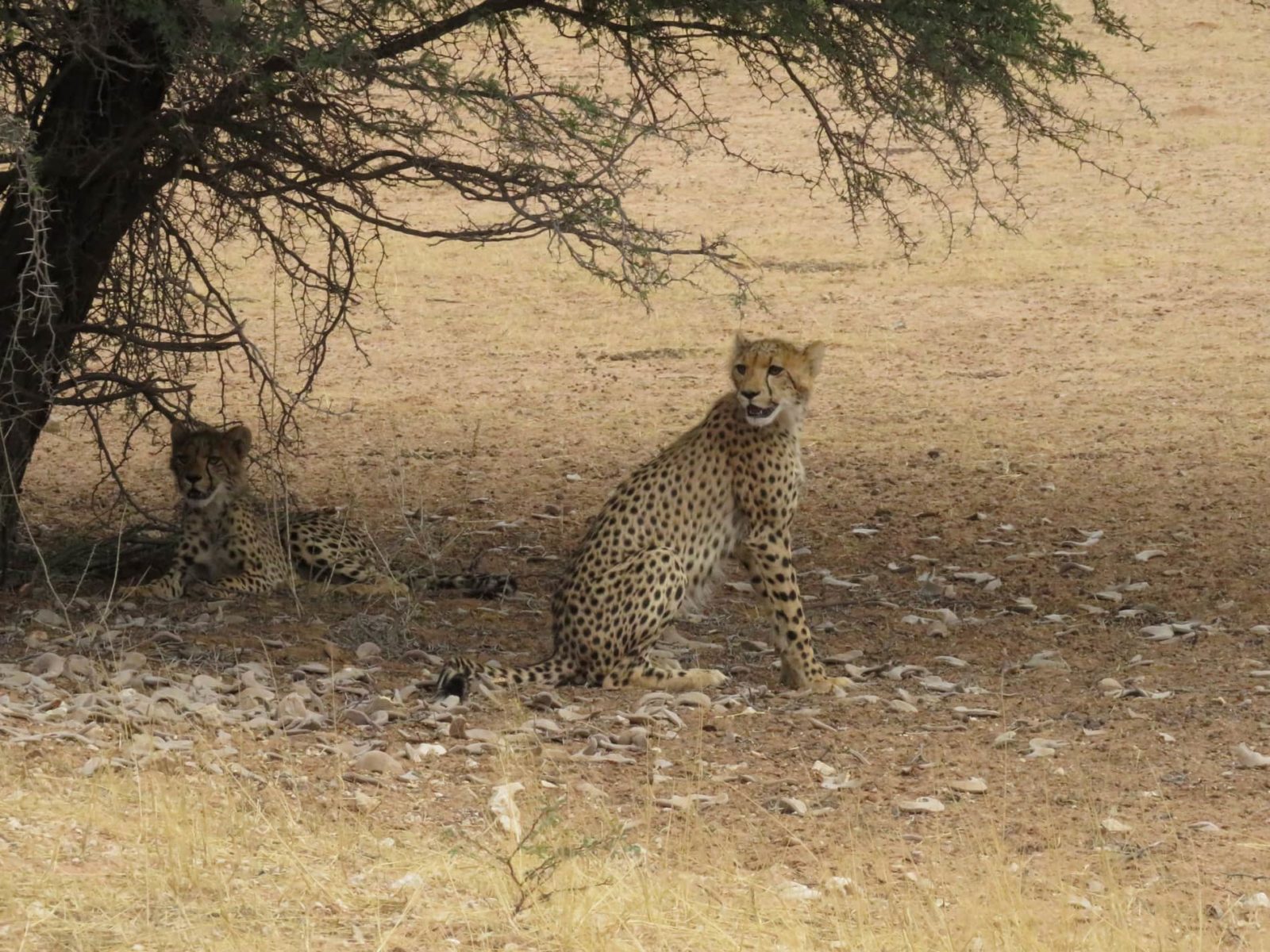 africa overland safari