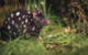 australia-tasmania-Spotted-tail Quoll, Tasmania