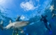 Shark Snorkel Awesome Fiji