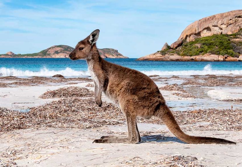 australia-western-kangaroo-beach