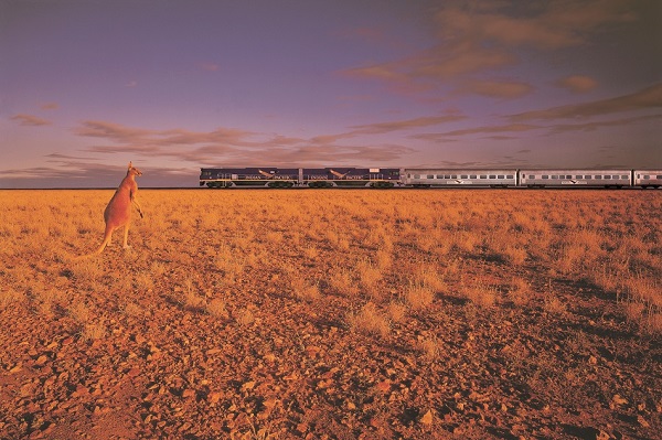 australia-rail-train-indian-pacific-kangaroo