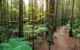 new-zealand-rotorua-redwoods