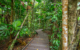 australia-queensland-daintree-boardwalk