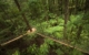 new-zealand-north-island-rotorua-redwoods-tree-walk