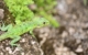 Belize, lizard