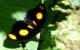 Orange Task Butterfly, Costa Rica