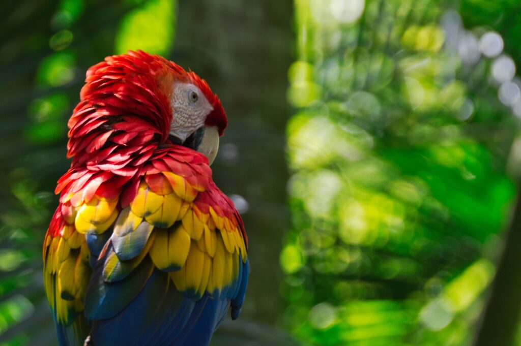parrot Costa Rica - Is Your Passport Up to Date? 