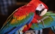 scarlet-macaw-tropical-bird-Costa Rica