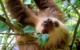 sloth-Costa Rica