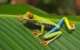 Tree Frog Costa Rica