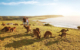 australia-south-kangaroo-island TA