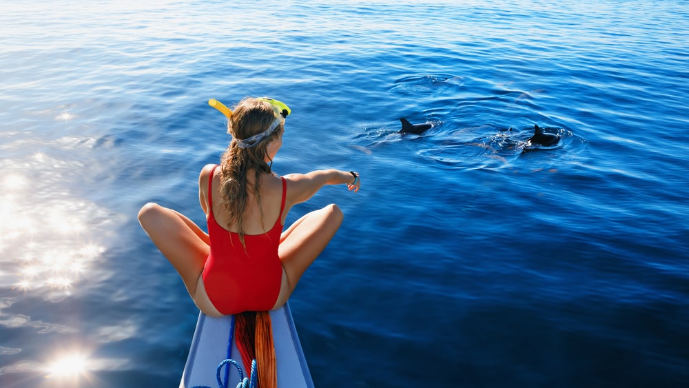 dolphin-cruise-in-queensland-australia