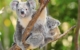 koala-bears-at-australian-zoo