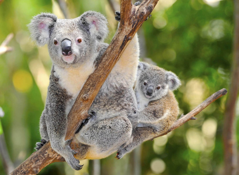 koala-bears-at-australian-zoo-in-queensland-australia