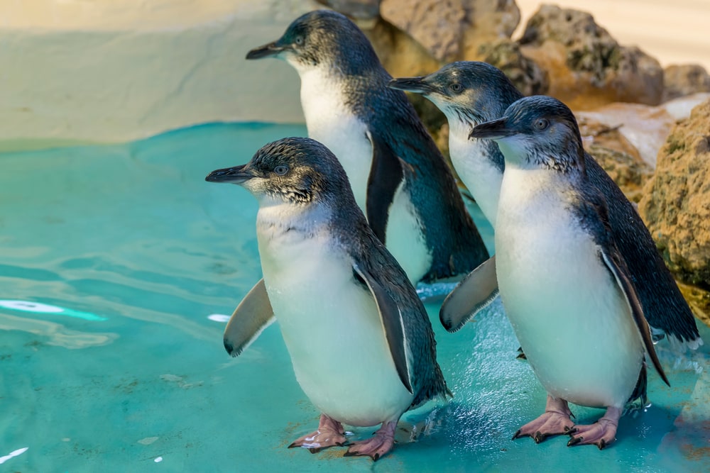 penguins-by-lillico-beach-in-northern-tasmania-australia