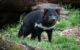 tasmanian-devil-in-tasmania