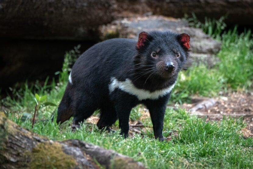 tasmanian-devil-in-tasmania