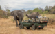 south-africa-kruger-game-drives-shiduli-private-game-lodge-karongwe-elephants