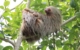 costa-rica-sloth-rainforest