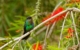 costa-rica-hummingbird