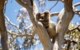 australia-south-kangaroo-island-koala