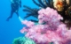 fiji-cruise-captain-cook-yasawa-islands-scuba-diving