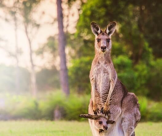 Home Header Australia Kangaroo 3 - About