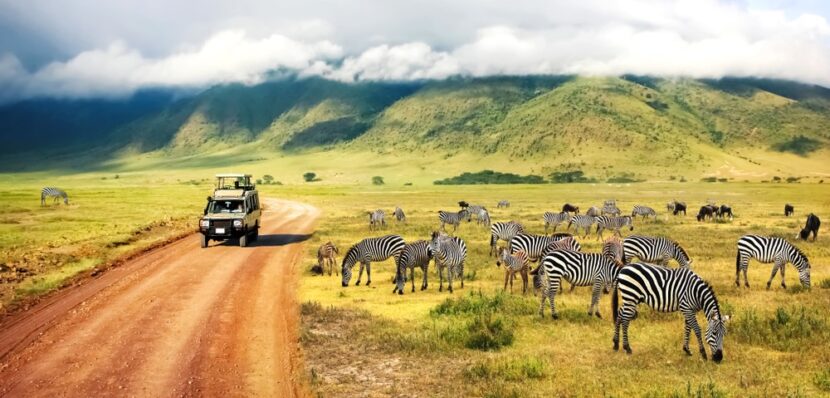 The Best Safari Experiences