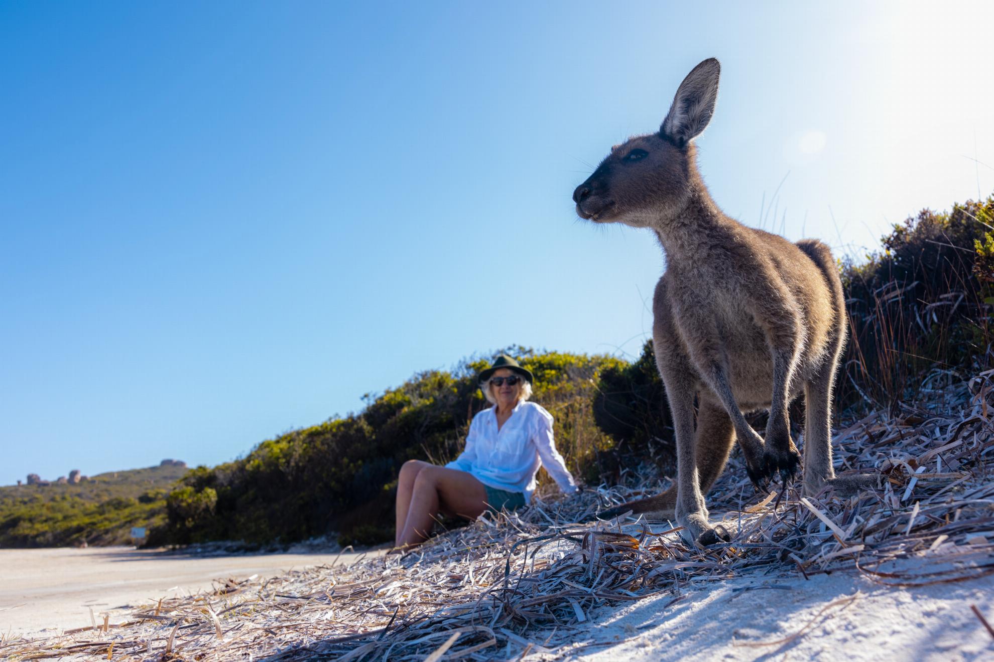 australia-western-golden-outback-kangaroo