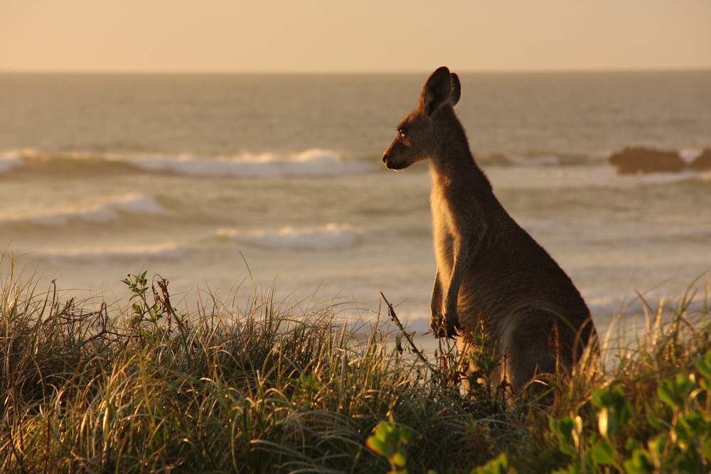 Jumping Into the History of World Kangaroo Day