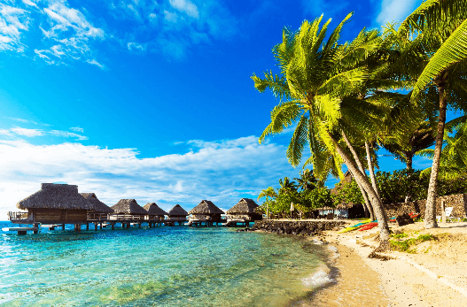 South Pacific Islands Beeach Tree Image