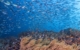 fiji-diving-the-bligh-waters-100660-19-TF