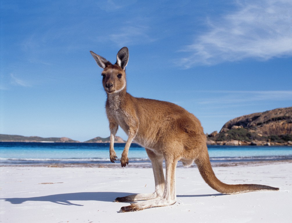 australia-kangaroo-ta-640046-23.jpg