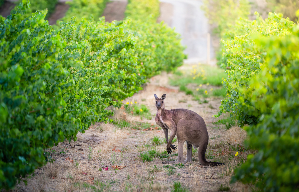 Adelaide Kangaroo island