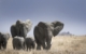 GAdv-africa-Tanzania-Serengeti Elephant Herd