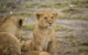 GAdv-africa-Tanzania Serengeti Lion Cub