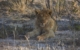 GAdventures-africa-namibia-Etosha National Park -Wildlife Safari-Lion