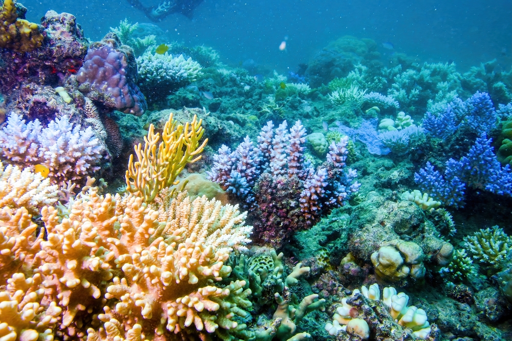 Great Barrier Reef